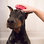 Kong Zoomgroom Βούρτσα