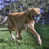 Kong Dental Ball S/M/L